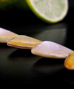coquina
