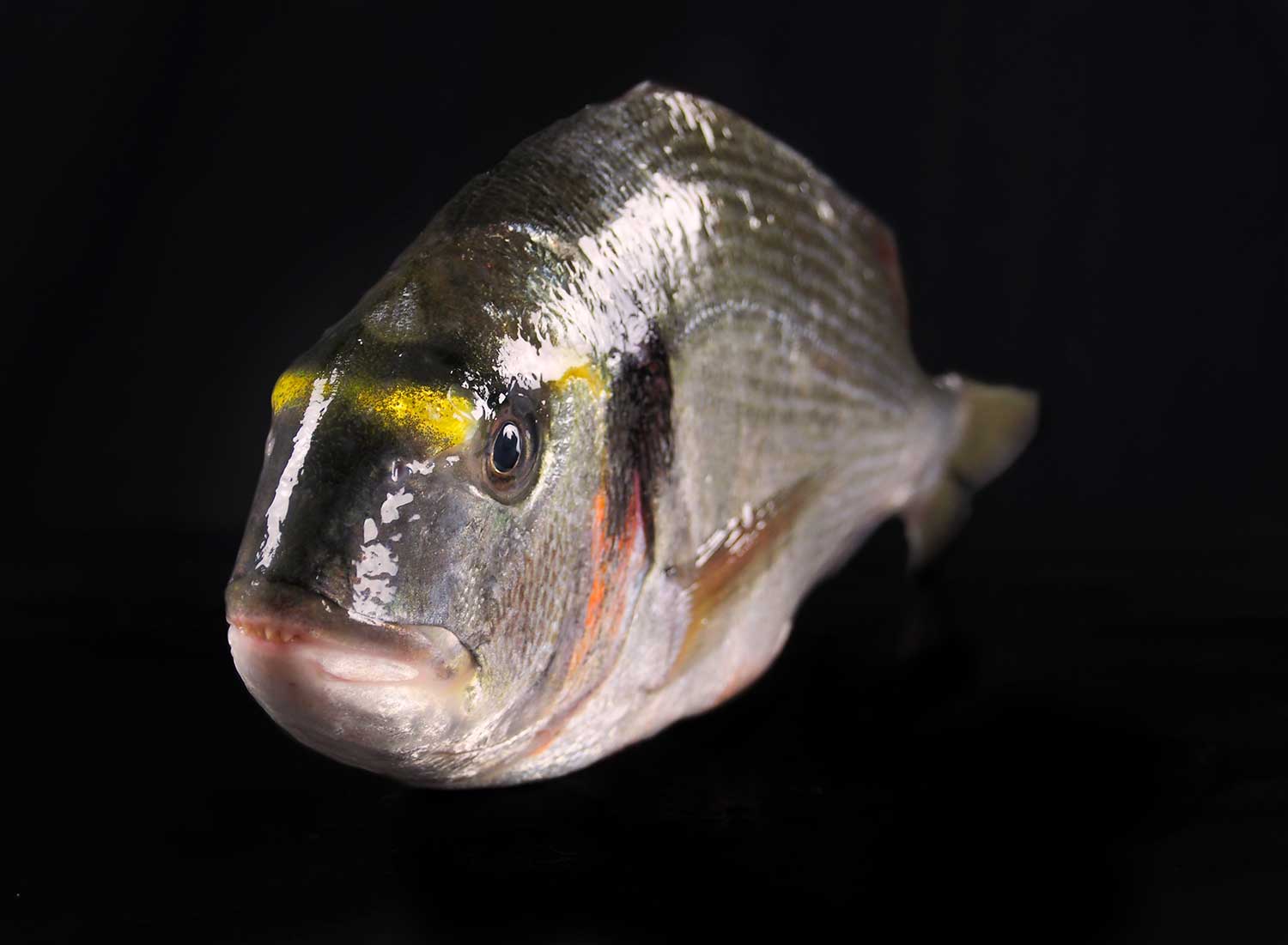 orada